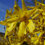 Forsythia intermedia 'Lynwood'
