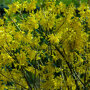 Forsythia intermedia 'Spectabilis'