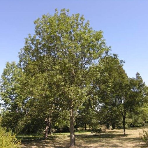 Amerikaanse es (Fraxinus americana 'Microcarpa')