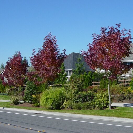 Amerikaanse es (Fraxinus americana ‘Autumn Applause’)herfstkleur