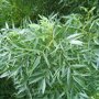 Smalbladige es (Fraxinus angustifolia ‘Raywood') blad in zomer