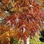 Smalbladige es (Fraxinus angustifolia ‘Raywood') herfstkleur