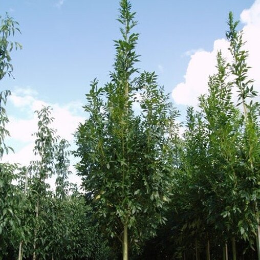 Gewone es (Fraxinus excelsior 'Altena')