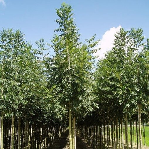 Gewone es (Fraxinus excelsior ‘Westhof’s Glorie’)