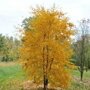Gewone es (Fraxinus excelsior 'Altena') herfstkleur