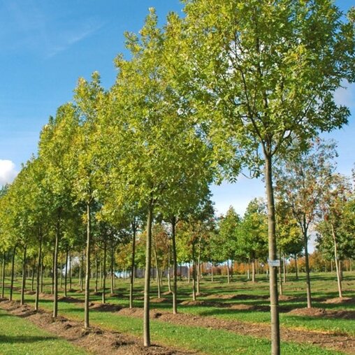 Gewone es (Fraxinus excelsior 'Atlas')