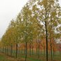 Gewone es (Fraxinus excelsior ‘Westhof’s Glorie’) herfstkleur