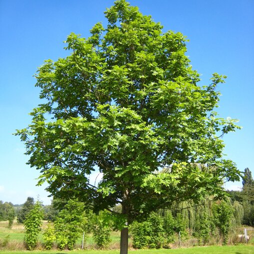 Gewone es (Fraxinus excelsior)