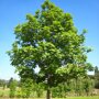 Gewone es (Fraxinus excelsior)
