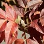 Pluimes (Fraxinus ornus ‘Meczek’) herfstkleur