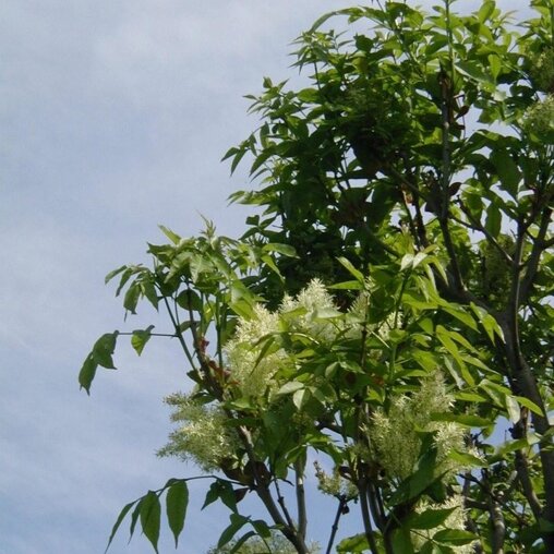 Pluimes (Fraxinus ornus ‘Obelisk’)