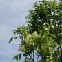 Pluimes (Fraxinus ornus ‘Obelisk’)