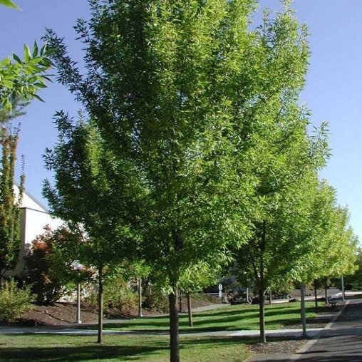 Zachte es (Fraxinus pennsylvanica ‘Summit’)