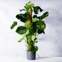 Gatenplant op stok