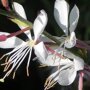 Gaura lindheimeri 'Whirling Butterflies' bloem close-up