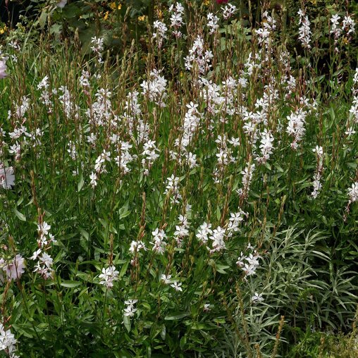 Gaura lindheimeri 'Whirling Butterflies'