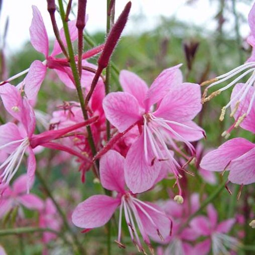 Gaura siskiyou 'Pink'