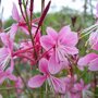 Gaura siskiyou 'Pink'