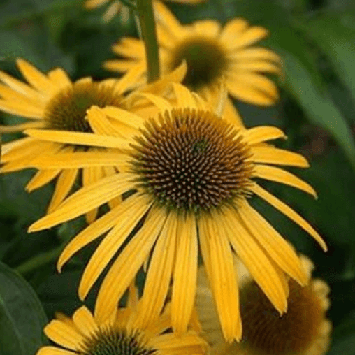 Echinacea 'Harvest Moon' (gele zonnehoed)