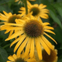 Echinacea 'Harvest Moon' (gele zonnehoed)