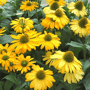 Echinacea 'Harvest Moon' (gele zonnehoed)