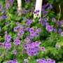 Geranium blauw