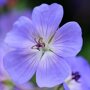 Geranium 'Rozanne'