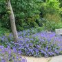 Geranium 'Rozanne'