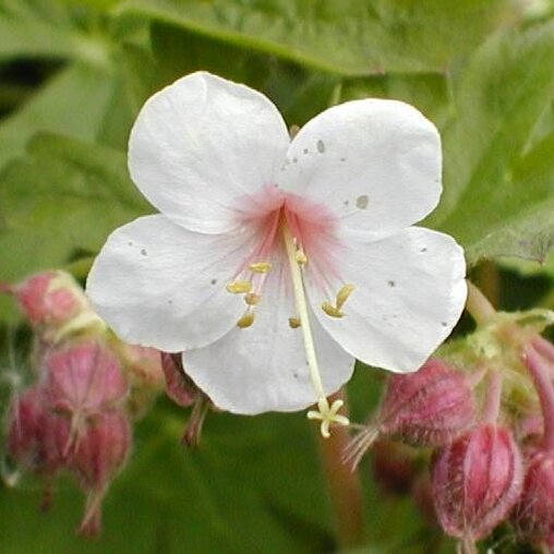Geranium wit