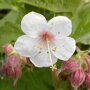 Geranium wit