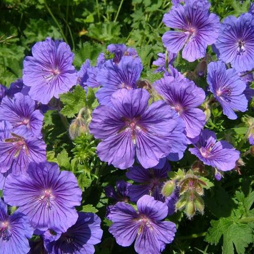 Geranium blauw