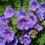 Geranium blauw