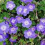 Geranium 'Rozanne'
