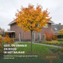 Gewone krentenboom