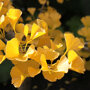 Ginkgo biloba blad najaar