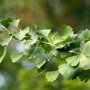 Ginkgo biloba blad