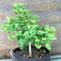 Ginkgo biloba boompje