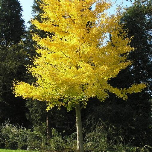 Ginkgo biloba