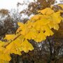 Ginkgo biloba ‘Tremonia’ blad in herfst