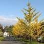 Ginkgo biloba ‘Tremonia’ herfstkleur