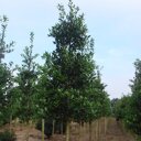 Zuilvormige Japanse notenboom