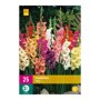 Gladiolenbollen Mix (XXL zak van 25 stuks)