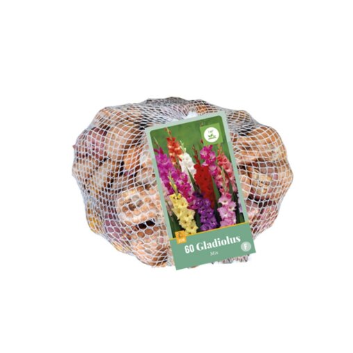 Gladiolenbollen Mix (netzak van 60 stuks)