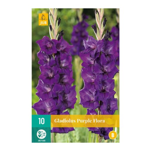 Gladiolenbollen Purple Flora (zakje van 10 stuks)