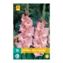 Gladiolenbollen Rose Supreme (zakje van 10 stuks)
