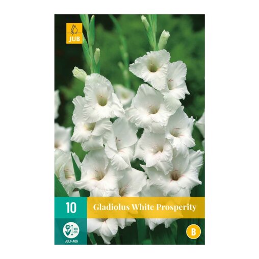 Gladiolenbollen White Prosperity (zakje van 10 stuks)
