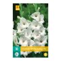 Gladiolenbollen White Prosperity (zakje van 10 stuks)