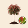 Glansmispel boom Photinia fraseri 'Red Robin'