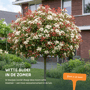 Glansmispel boom Photinia fraseri 'Red Robin'