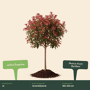 Glansmispel boom Photinia fraseri 'Red Robin'
